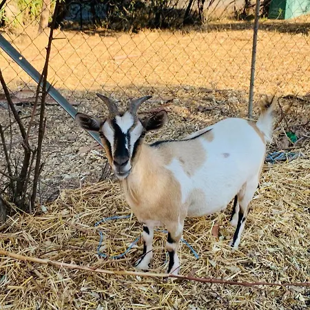 فندق مبيت وإفطار La Del Sud *