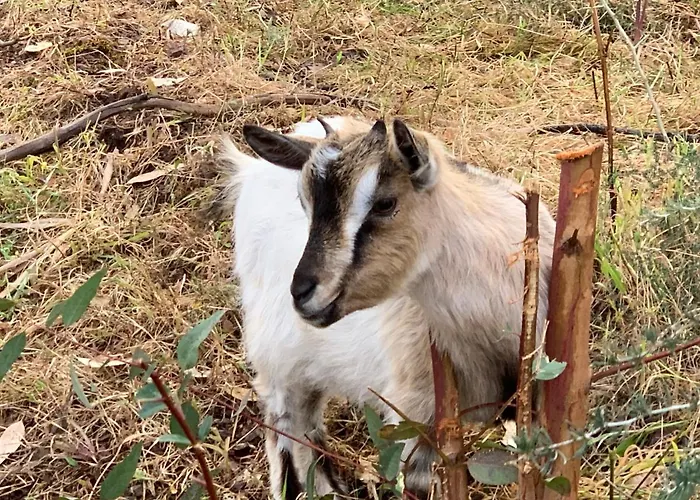 Bed & Breakfast La Del Sud 4*